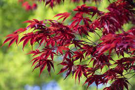 Japanese Maple